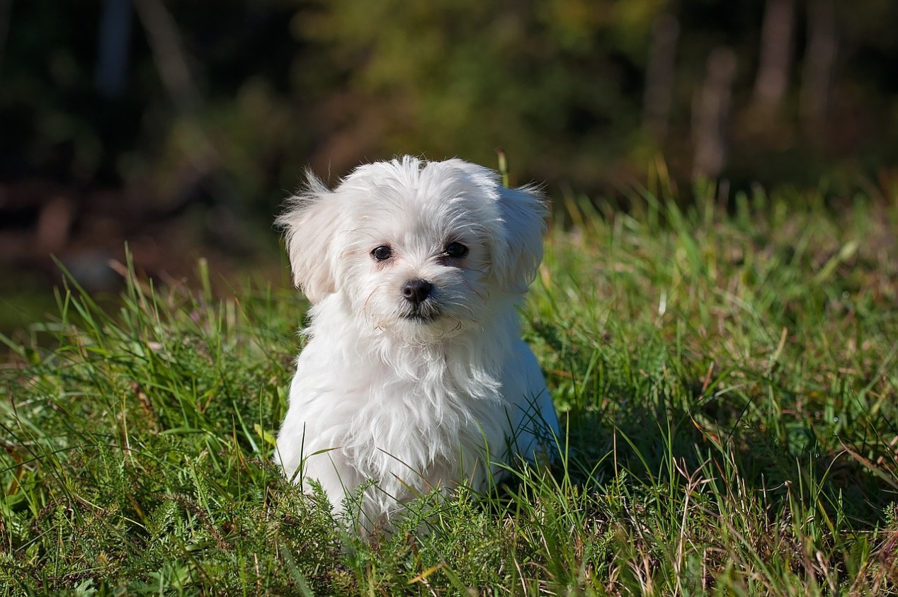 Hundefutter mit Hähnchenfilet Rezept