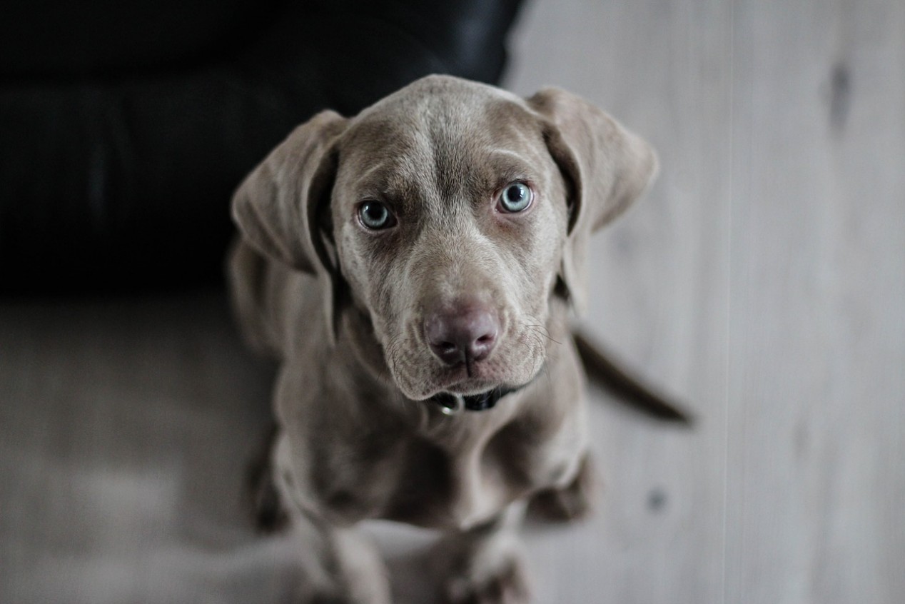 Rezept für Hundefutter - Hundefrikadellen