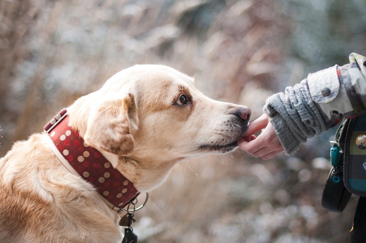 Rezept für Hundefutter Fleisch und Gemüse