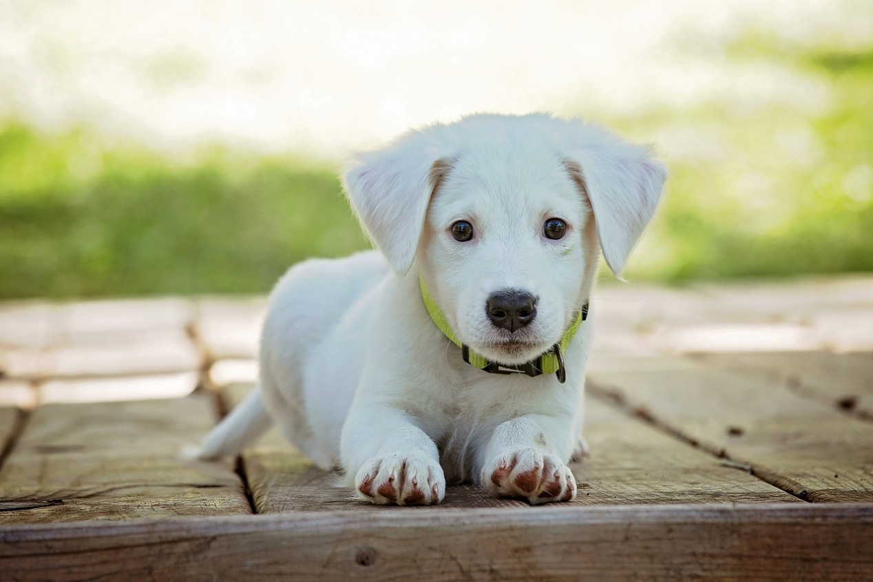 Rezept Hundefutter mit Bananenkugel