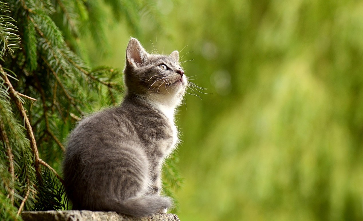 Katzenfutter Fleisch, Rei und; Spinat