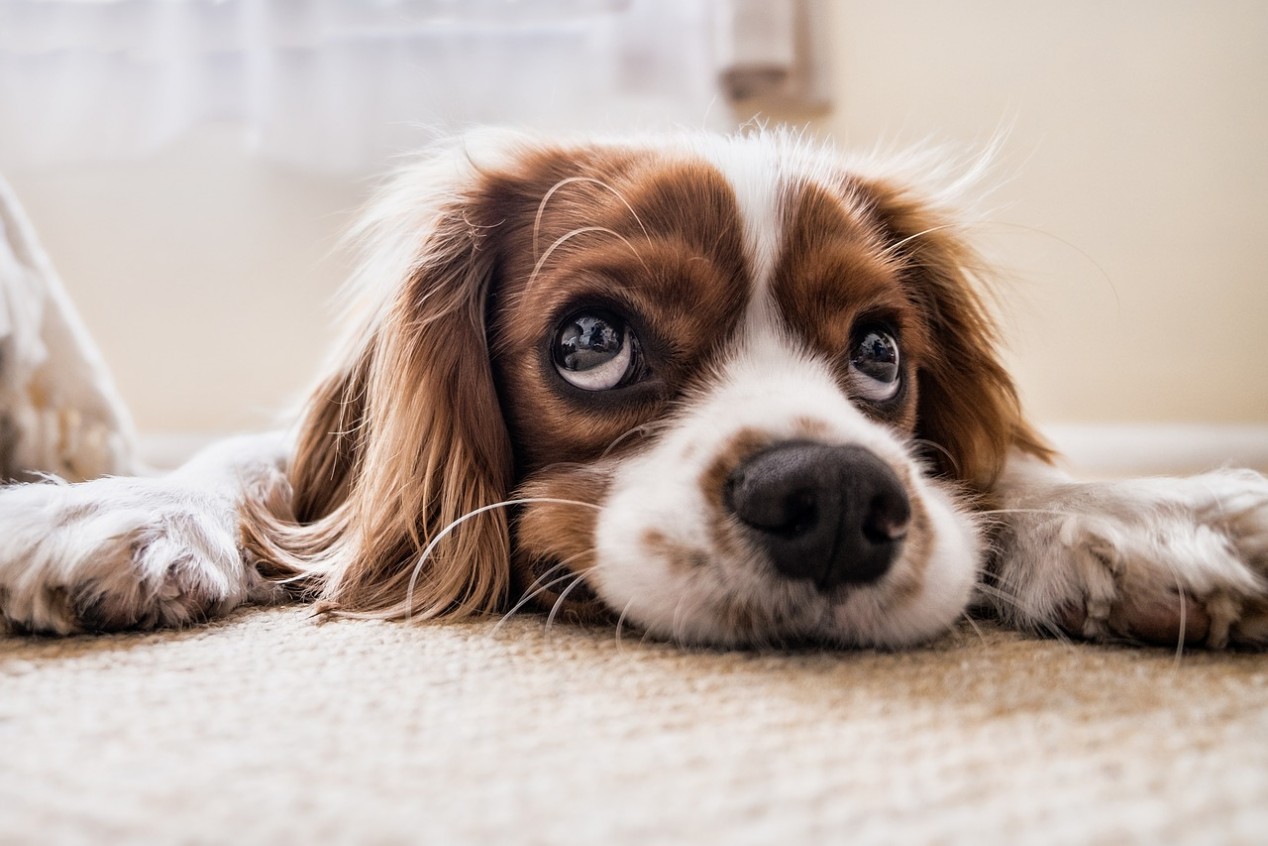 Hundefutter Rezept Schaf und Rote Bete