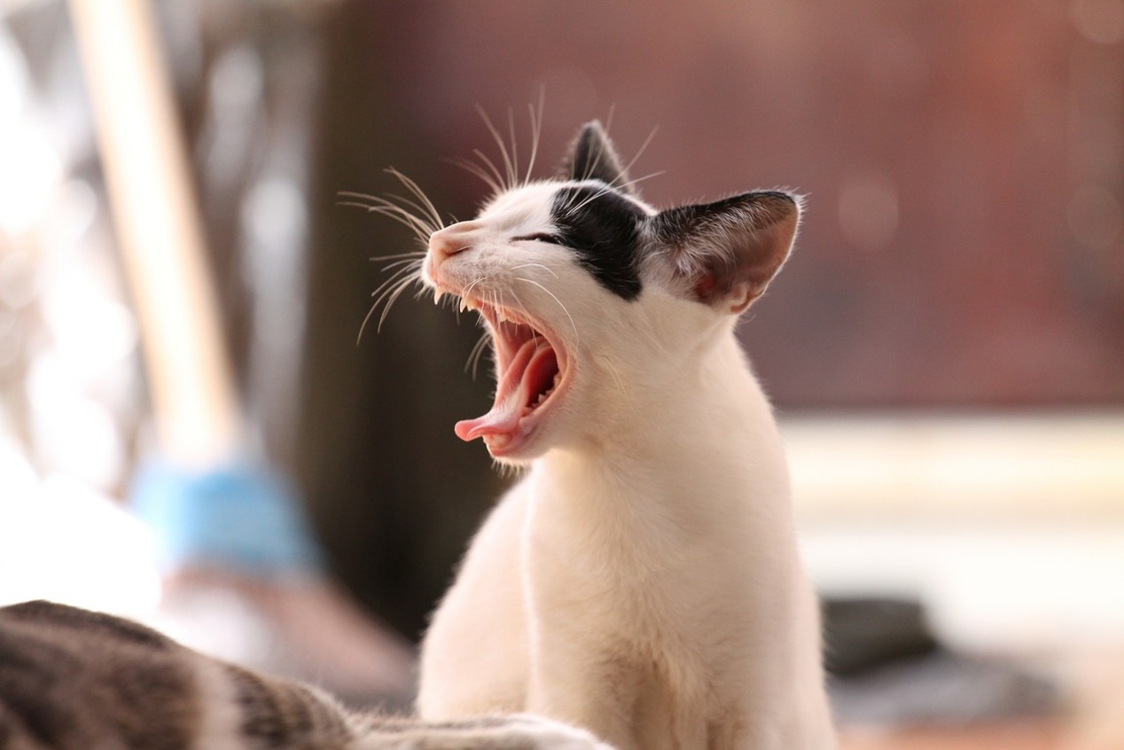 Futter Rezept für Katze - Fleisch Frischkäse Gemüse