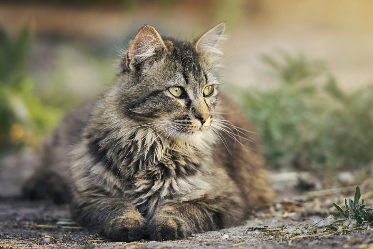 Futter Rezept für Katze -  Herz Leber Frischkäse