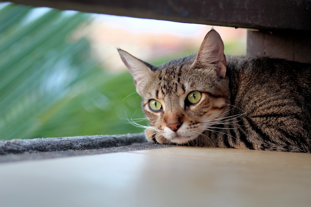 Futter Rezept für Katze - Rind Ei Möhren